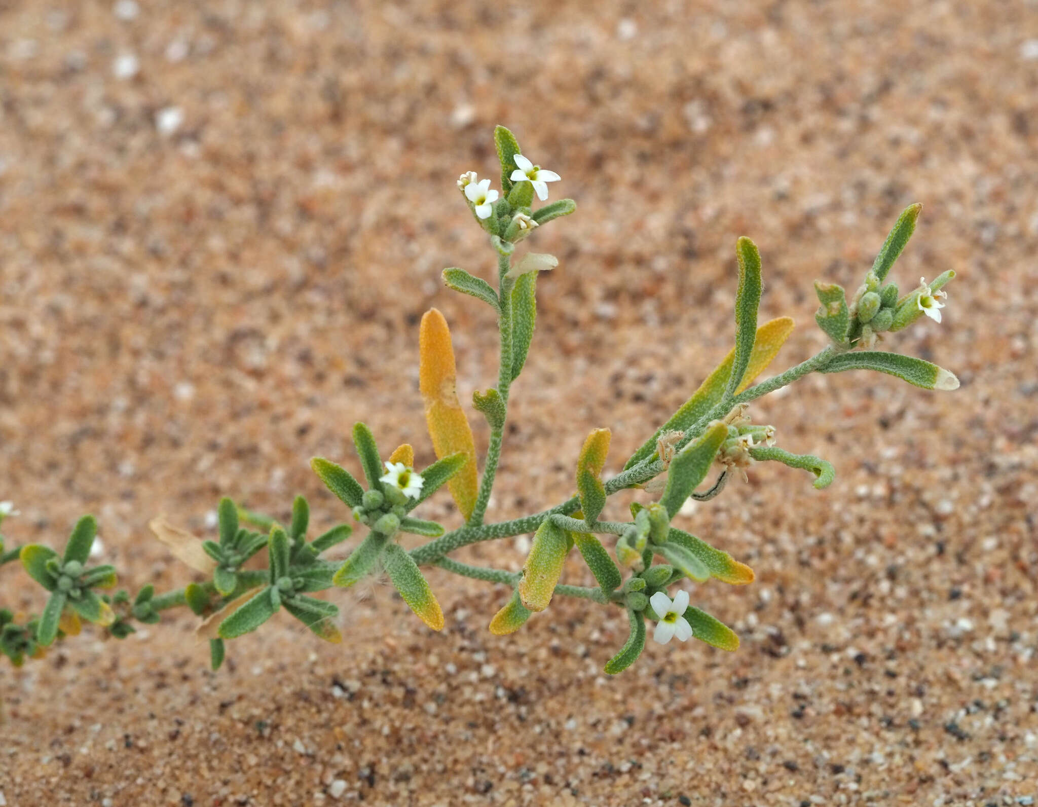 Image of Eremobium aegyptiacum (Spreng.) Asch.