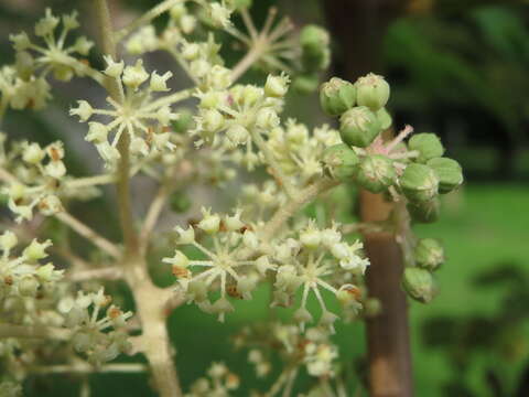 Image of Japanese angelica tree