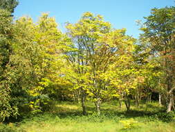 Image de Toona sinensis (A. Juss.) M. Roem.