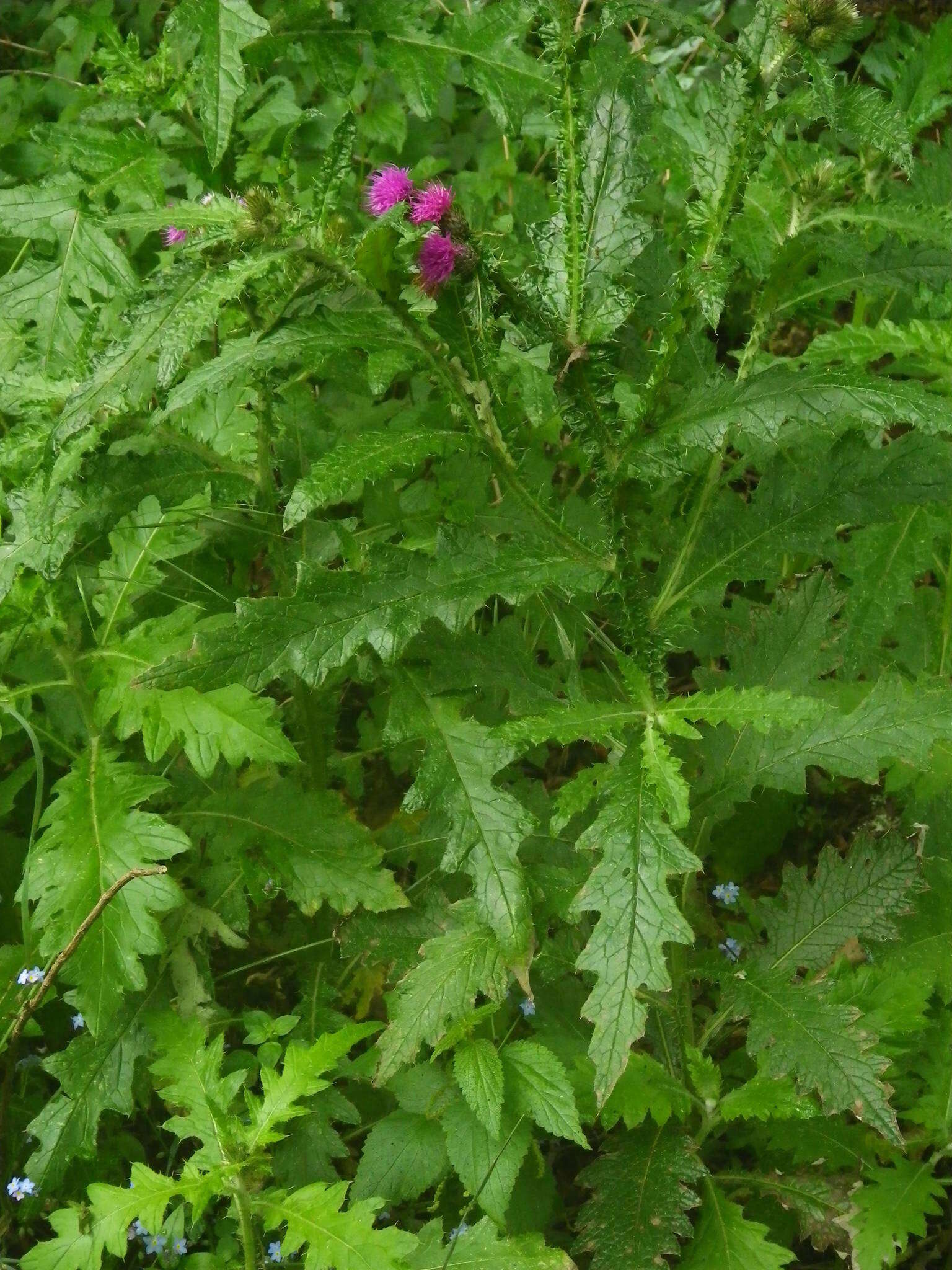 Image of Carduus clavulatus Link