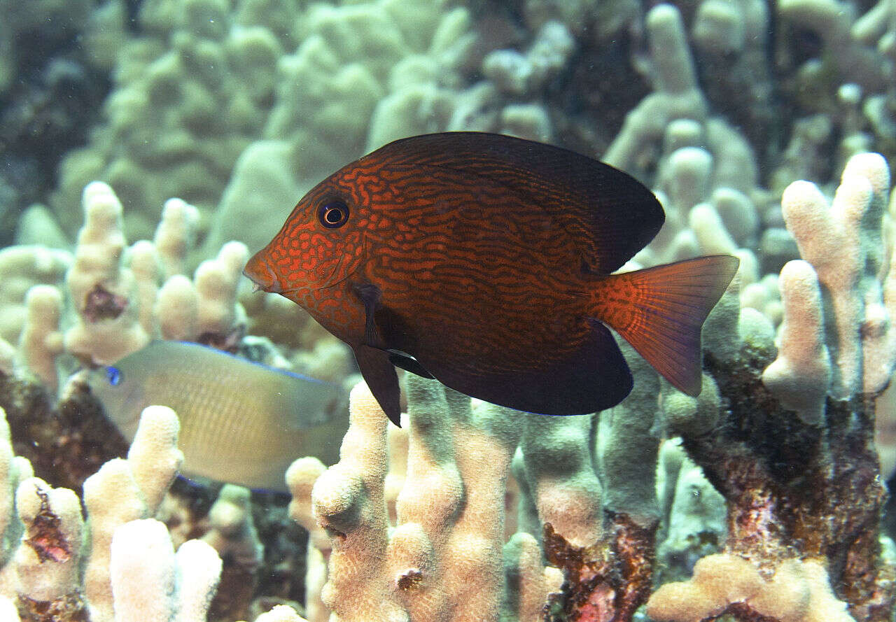 Image of Black Surgeonfish