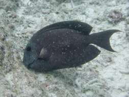 Imagem de Ctenochaetus hawaiiensis Randall 1955