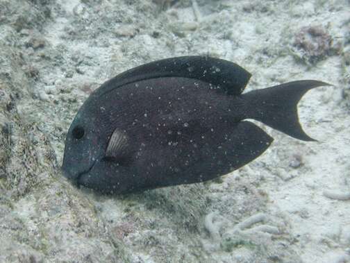 Image of Black Surgeonfish