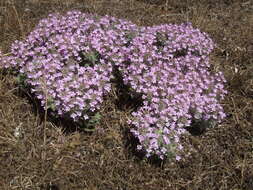 Image of Thymus littoralis Klokov & Des.-Shost.