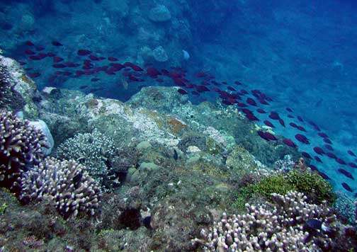 Image of Black Surgeonfish