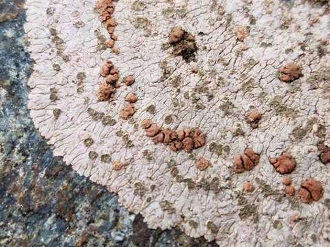 Image of bullseye lichen