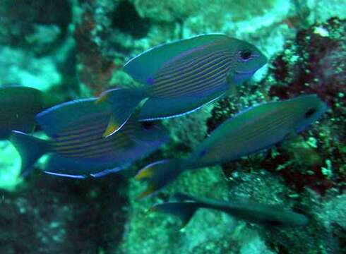 Image of Bristle-toothed Surgeonfish