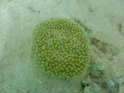 Image of Spiky pink soft coral