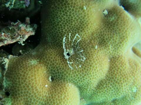 Image of sandmason worm or sand mason worm