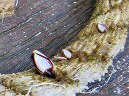 Image of Goosefish Barnacle