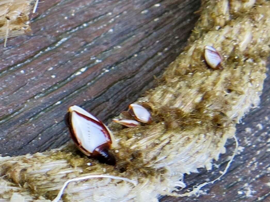 Image of Goosefish Barnacle