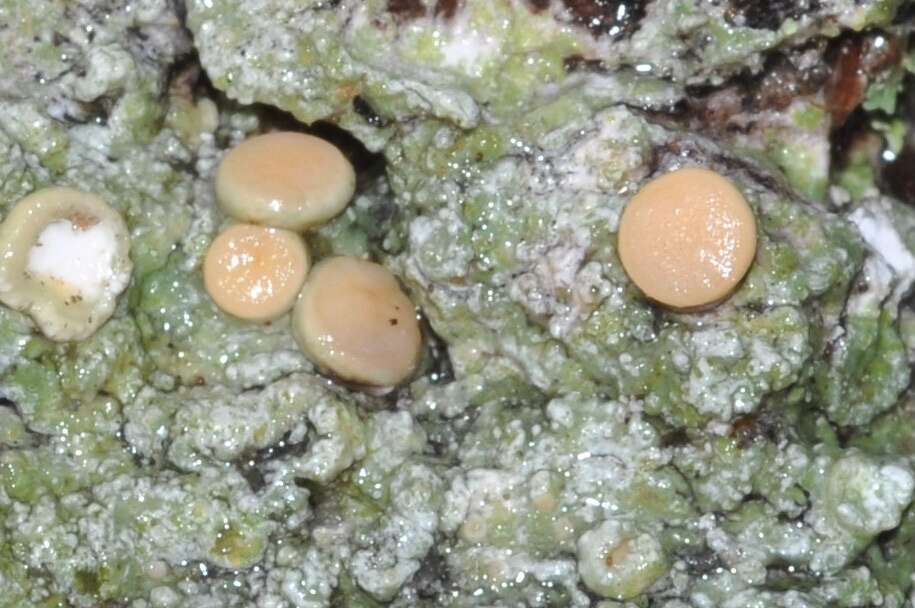 Image of Oregon crabseye lichen