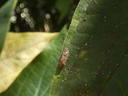 Imagem de Koloptera longiceps (Fowler 1904)