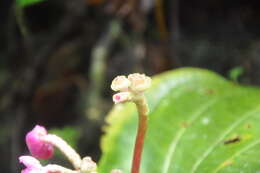 Image of Monolena multiflora R. H. Warner