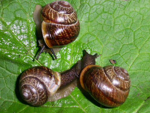 Image of Copse Snail