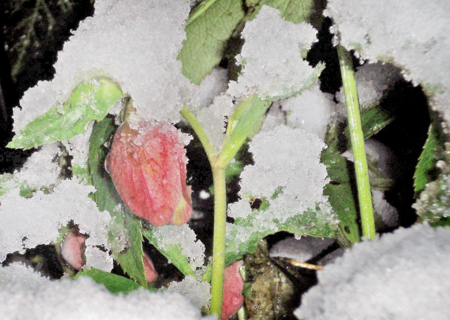 Image of black hellebore