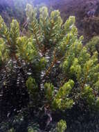 Image of Olearia nummularifolia Hook. fil.