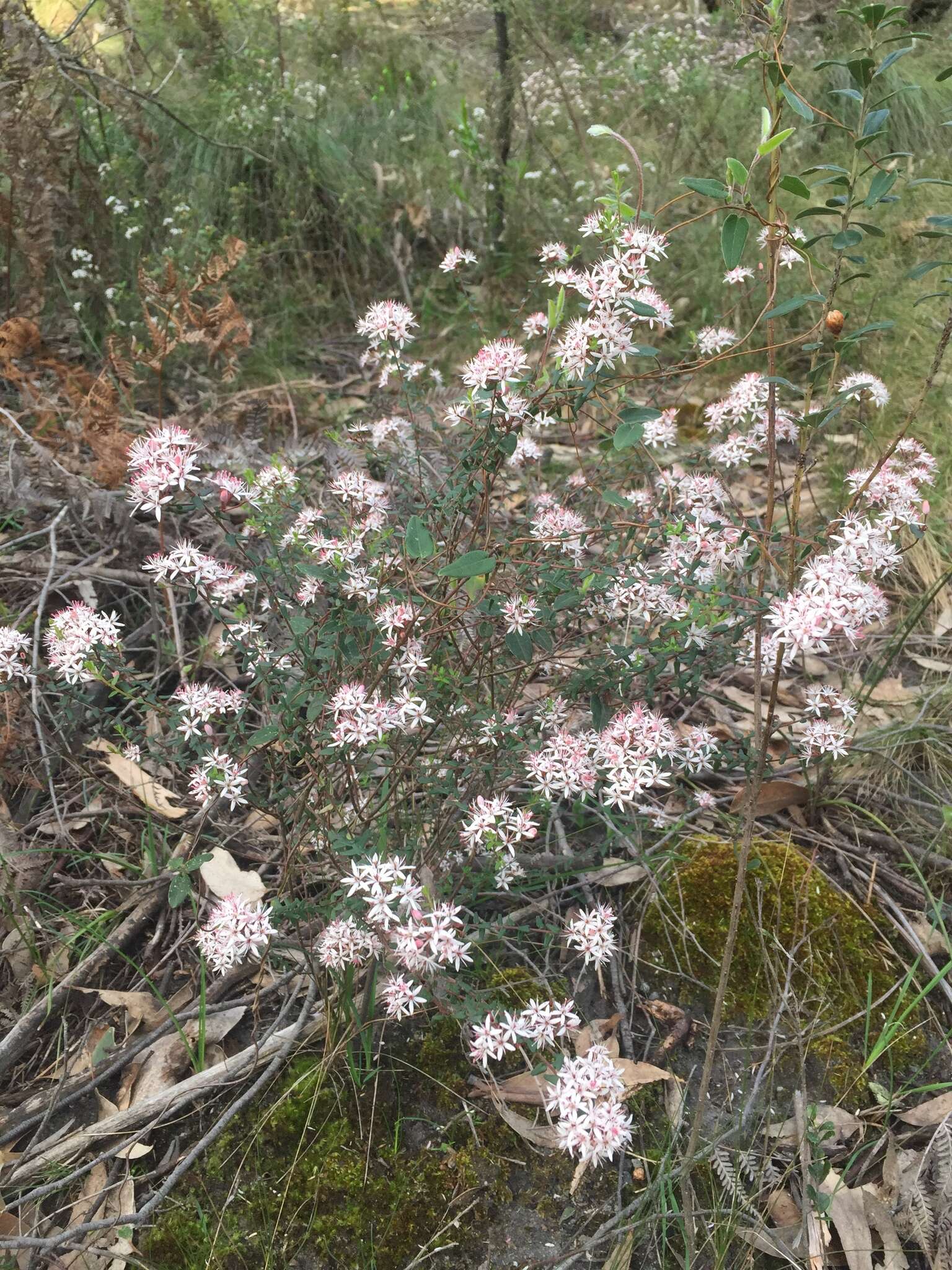 Image of Leionema hillebrandii (J. H. Willis) Paul G. Wilson