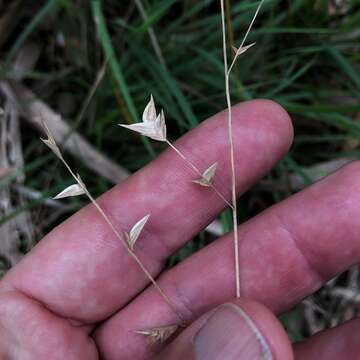 Image of Shiny Wood-Oats