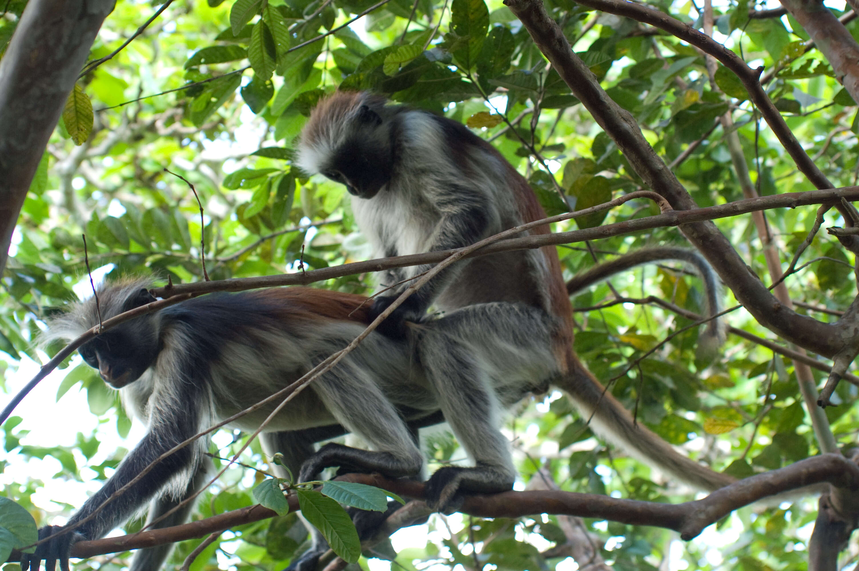 Image of Kirk's Red Colobus