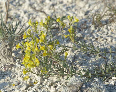 Image of Linaria cretacea Fischer ex Sprengel