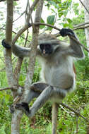 Plancia ëd Piliocolobus kirkii (Gray 1868)