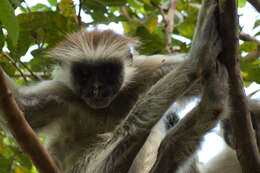 Image of Kirk's Red Colobus