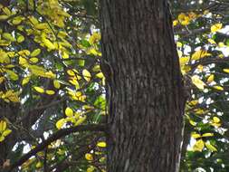 Image of treecreepers