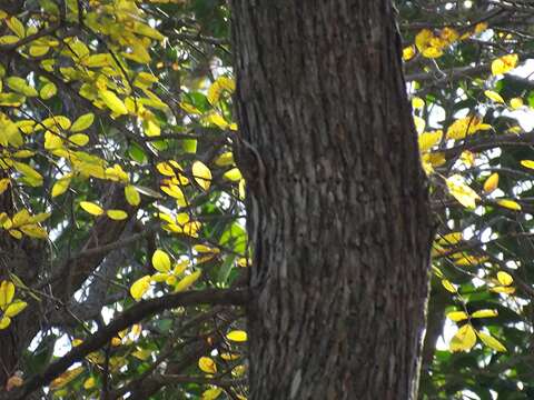 Image of treecreepers