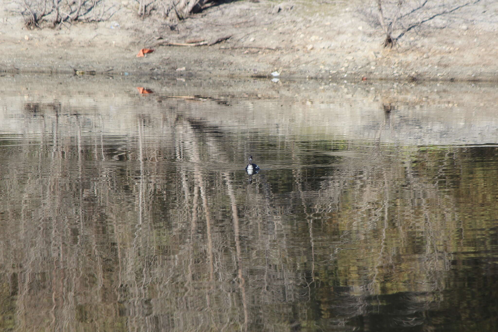 Imagem de Podiceps nigricollis californicus Heermann 1854