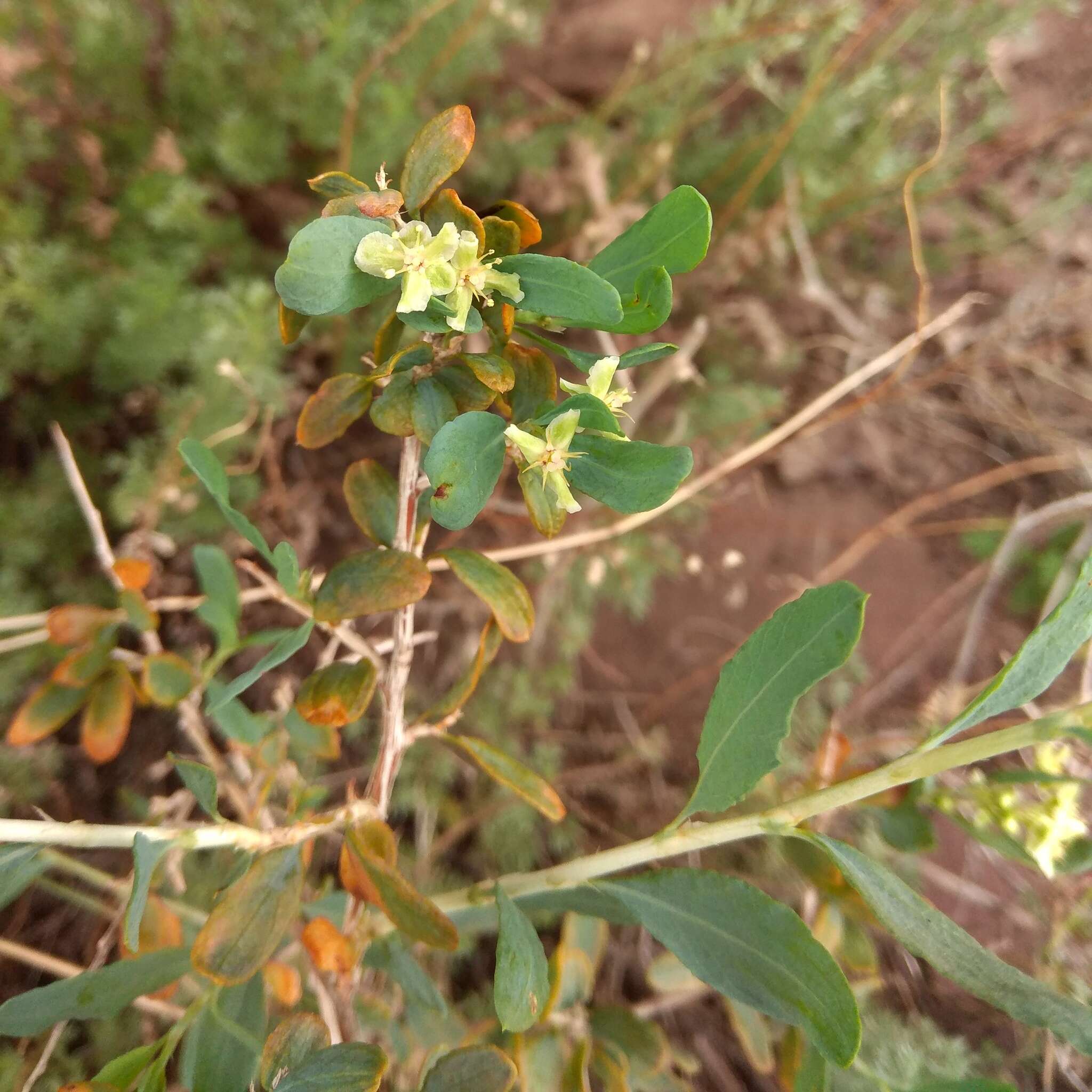 Imagem de Atraphaxis pungens (M. Bieb.) Jaub. & Spach