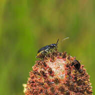 Diabrotica cristata (Harris 1836) resmi