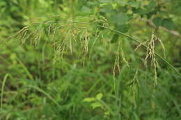 Image of Glyceria arundinacea Kunth