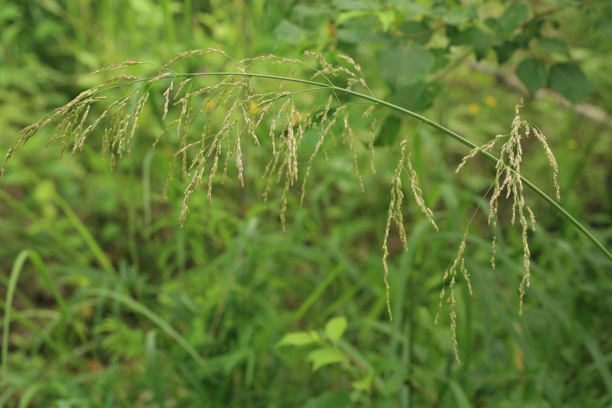 Image of Glyceria arundinacea Kunth