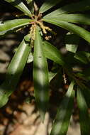 Image of Willow-Leaved Water Croton