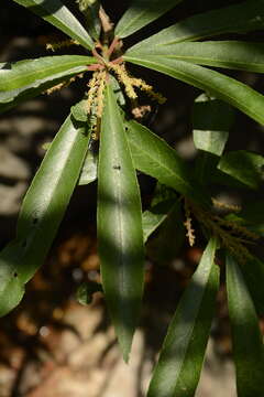 Image of Willow-Leaved Water Croton