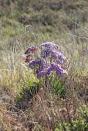 Imagem de Limonium perezii (Stapf) F. T. Hubbard ex L. H. Bailey