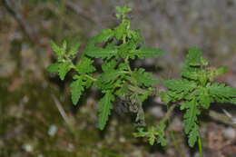 Aureolaria pedicularia (L.) Raf. ex Pennell resmi