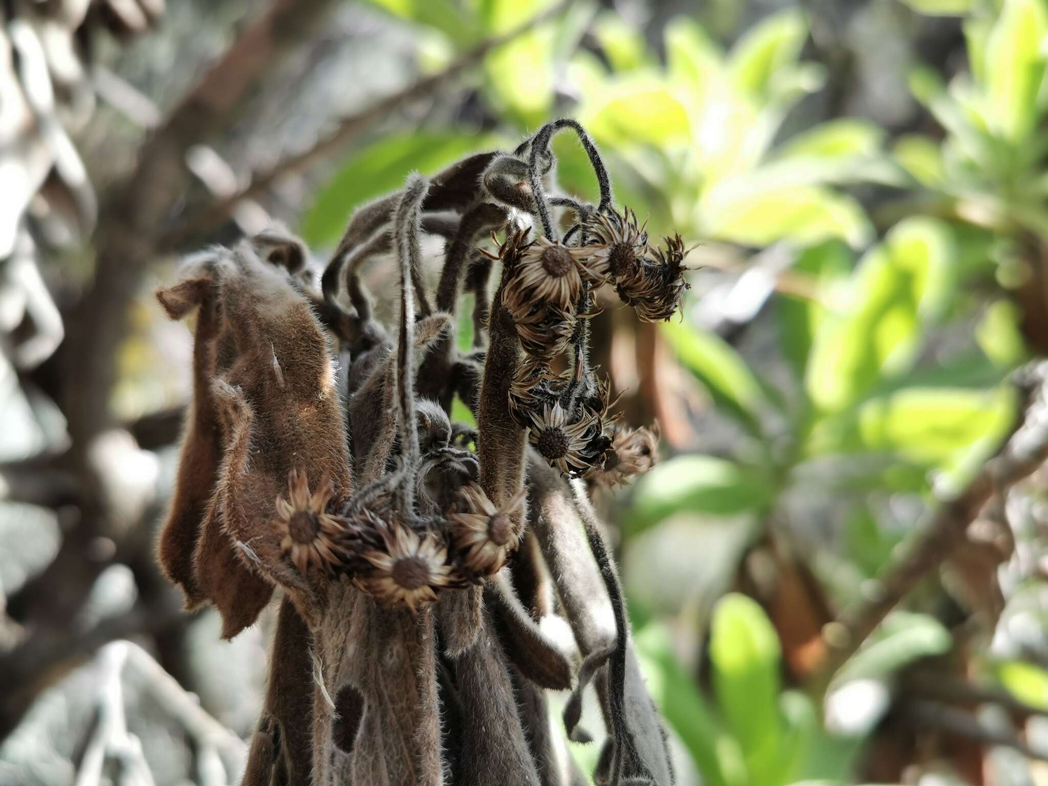 Image of Psiadia anchusifolia (Poir.) Cordem.