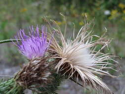 Image of Spear Thistle