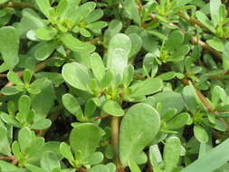 Image of common purslane