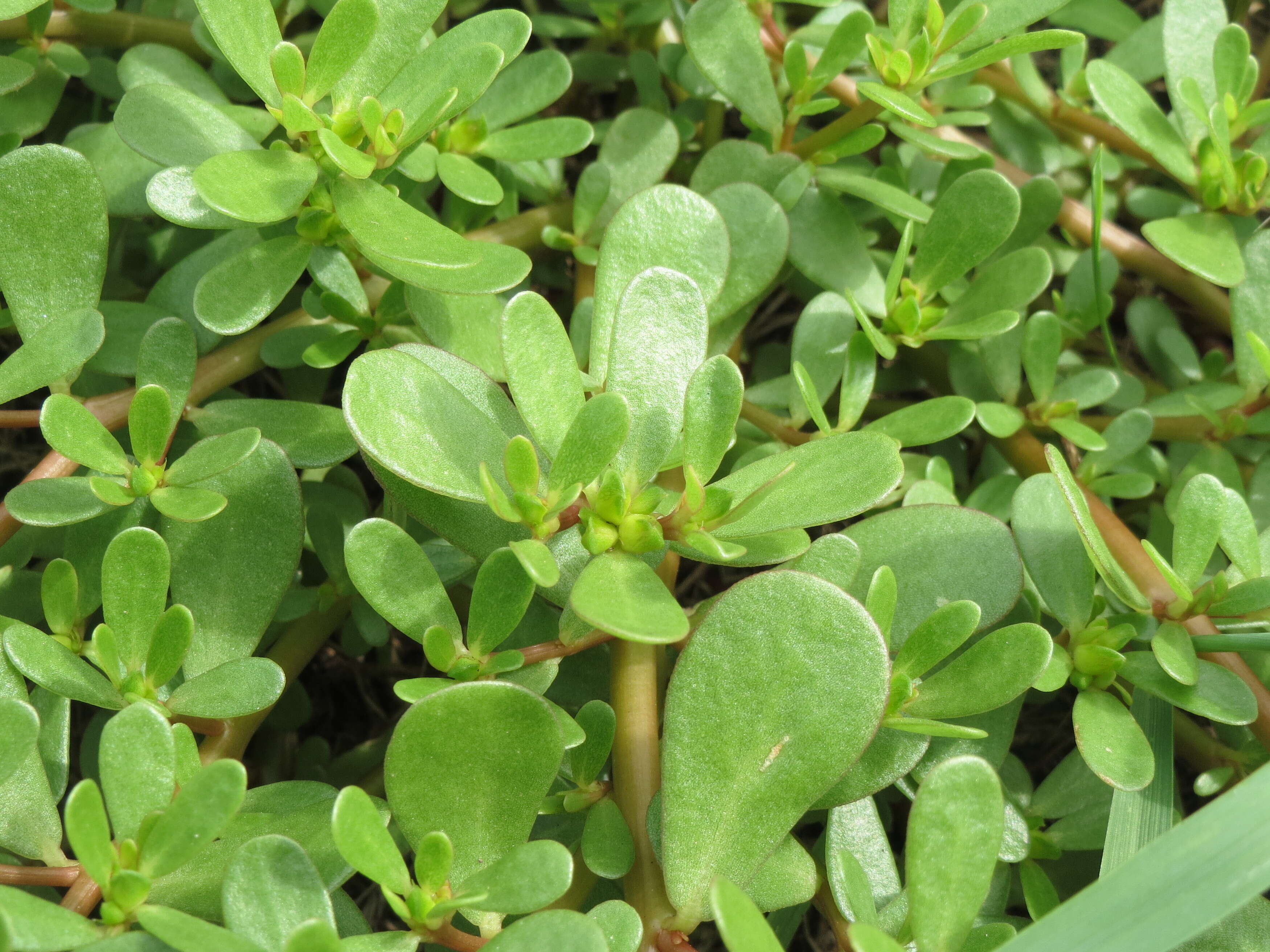 Image of common purslane