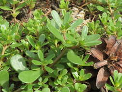 Image of common purslane