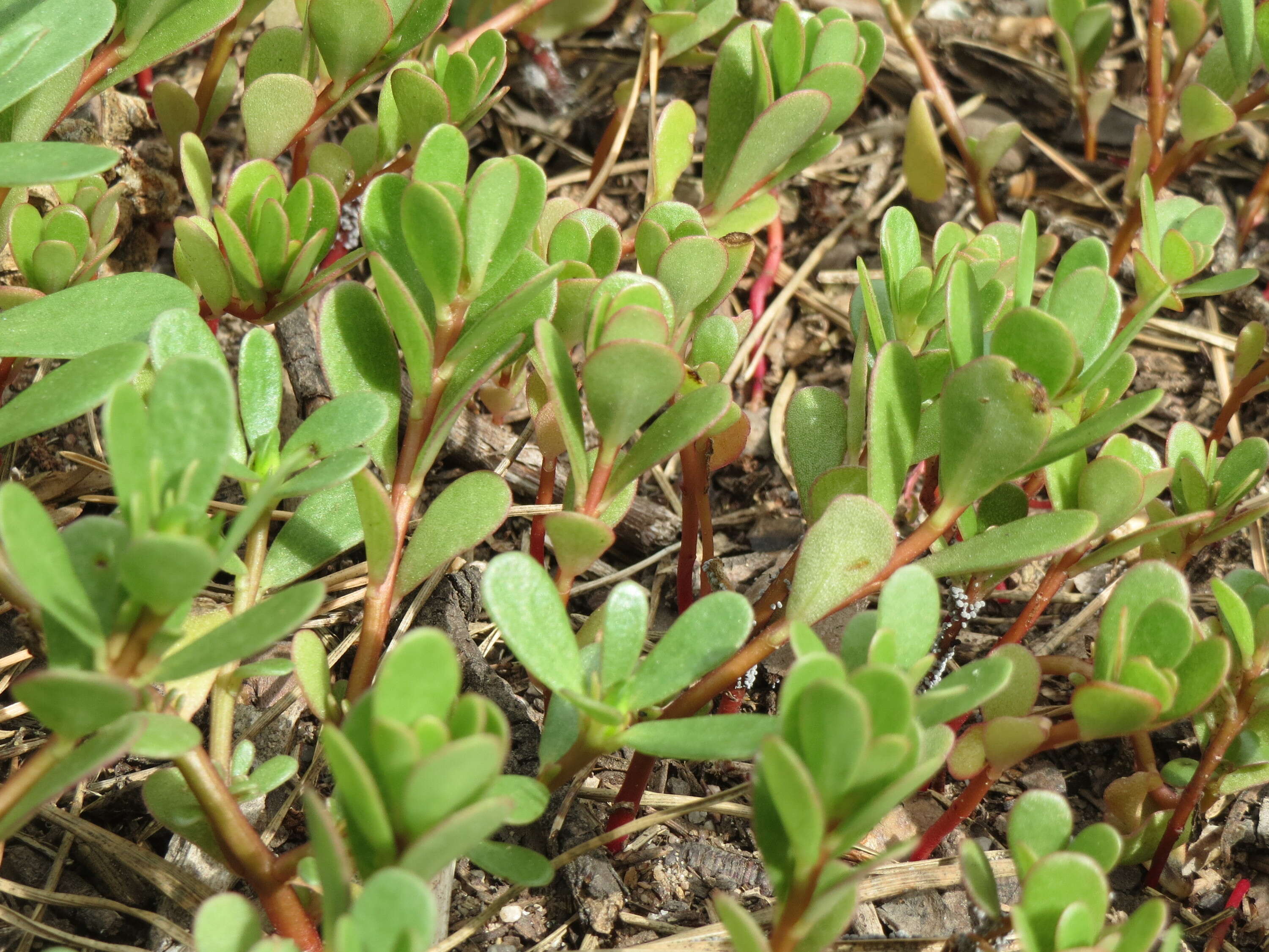 Image of common purslane