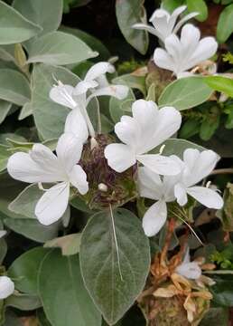 Image of Barleria albostellata C. B. Cl.