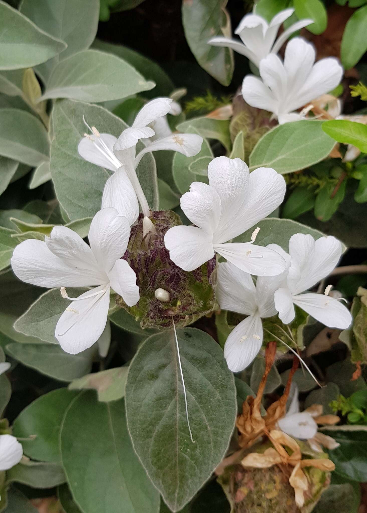 Imagem de Barleria albostellata C. B. Cl.