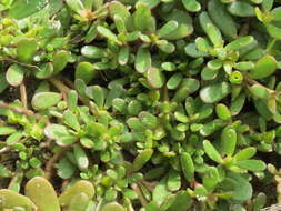 Image of common purslane