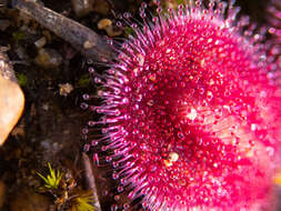 Image of Drosera erythrorhiza subsp. squamosa (Benth.) N. Marchant & Lowrie