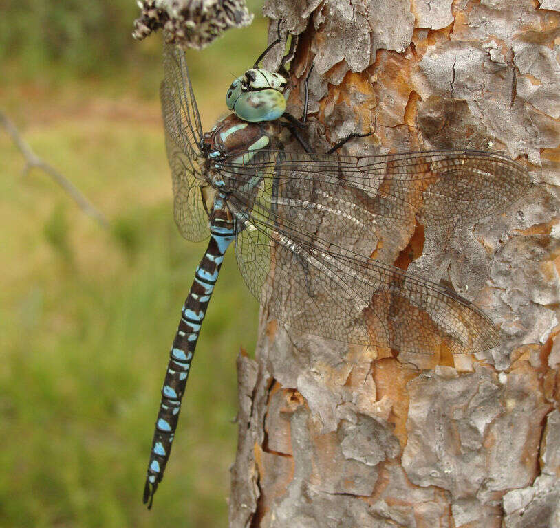 Image of Canada Darner