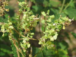 Слика од Teucrium scorodonia L.